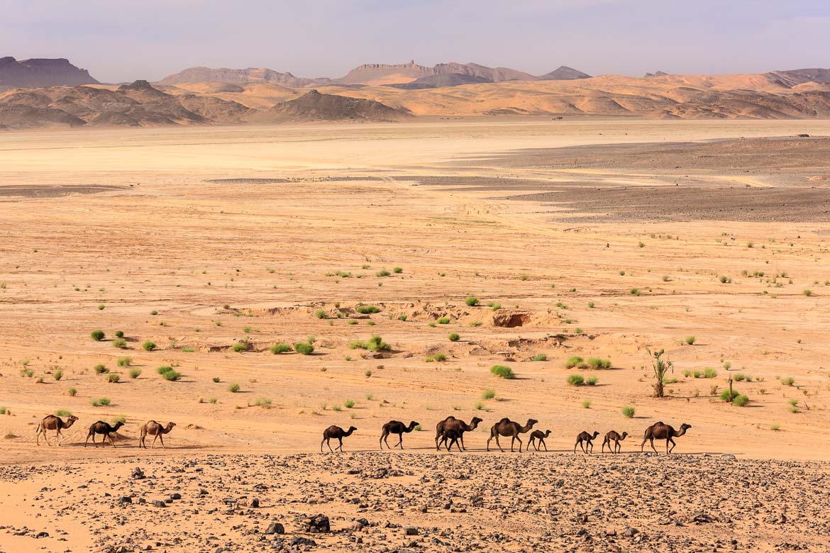 Desert animals. Обитатели пустыни Каракумы. Пустыня и животные пустыни. Пустыня с животными. Пустыня сахара животные.