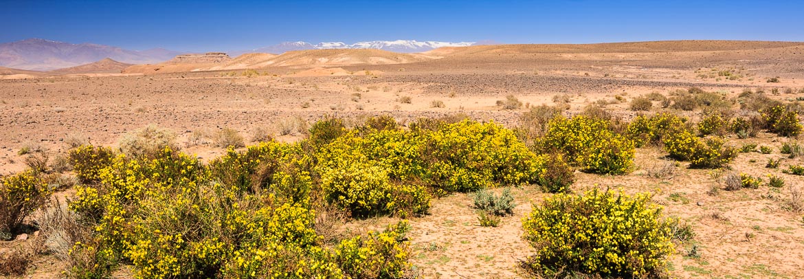 Desert Hamadas and Steppes