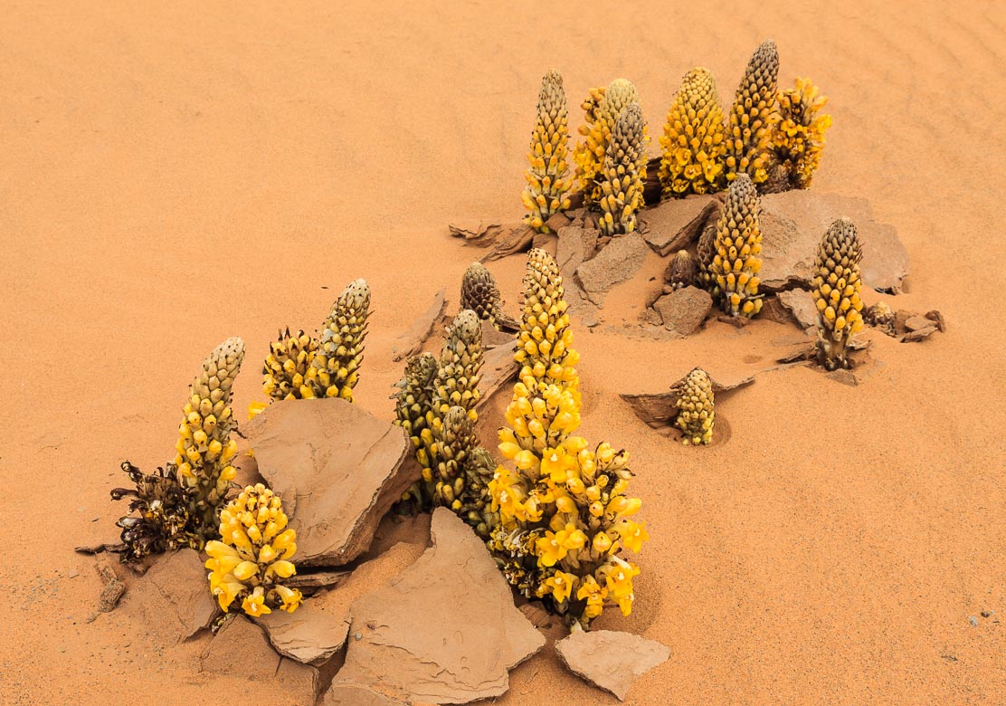 Desert Sand Dunes