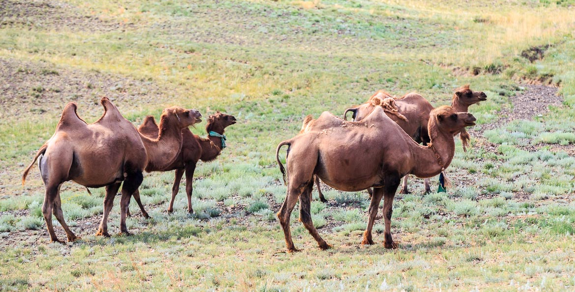 Desert Animals