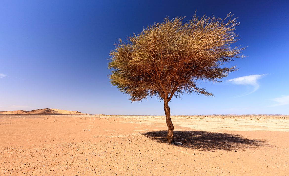 Desert Hamadas and Steppes