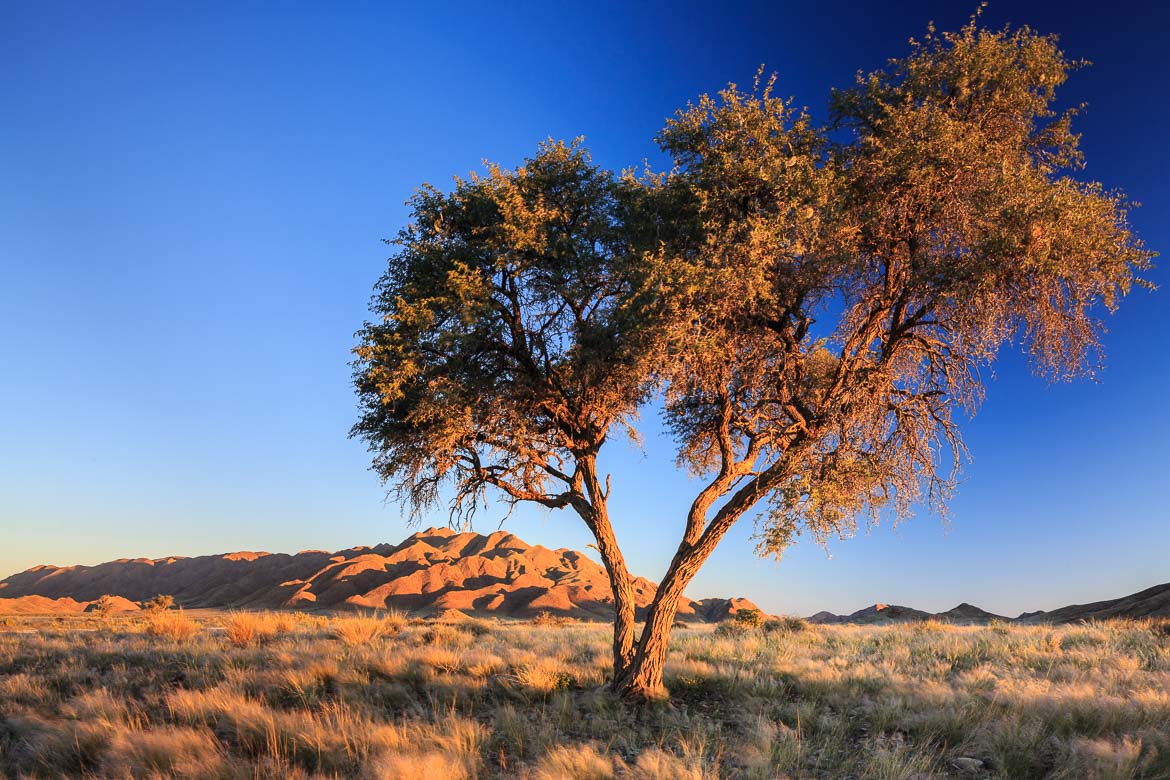 Desert Hamadas and Steppes