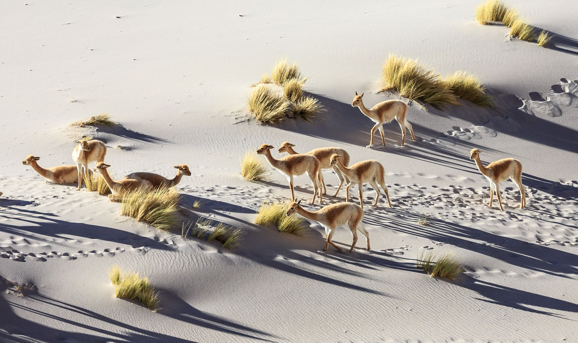 Desert Animals