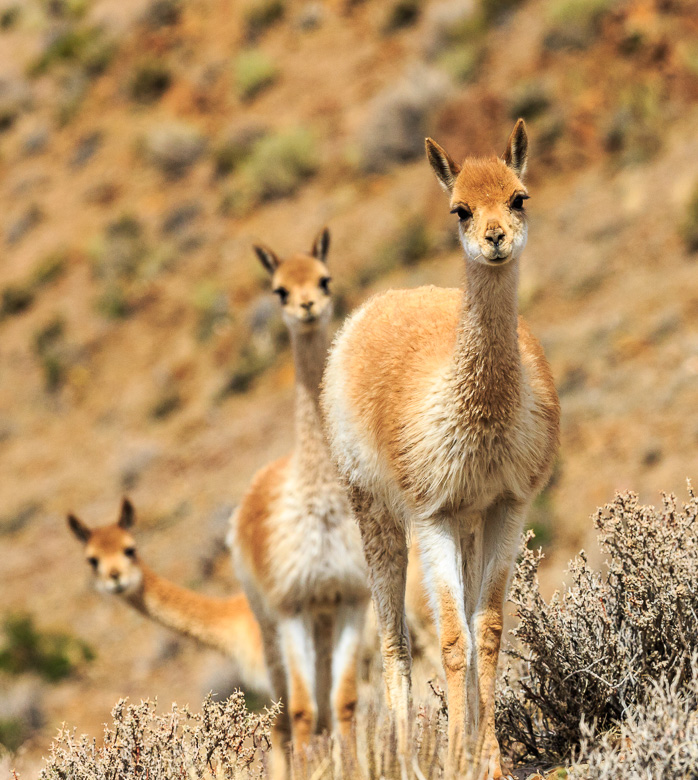 Desert Animals