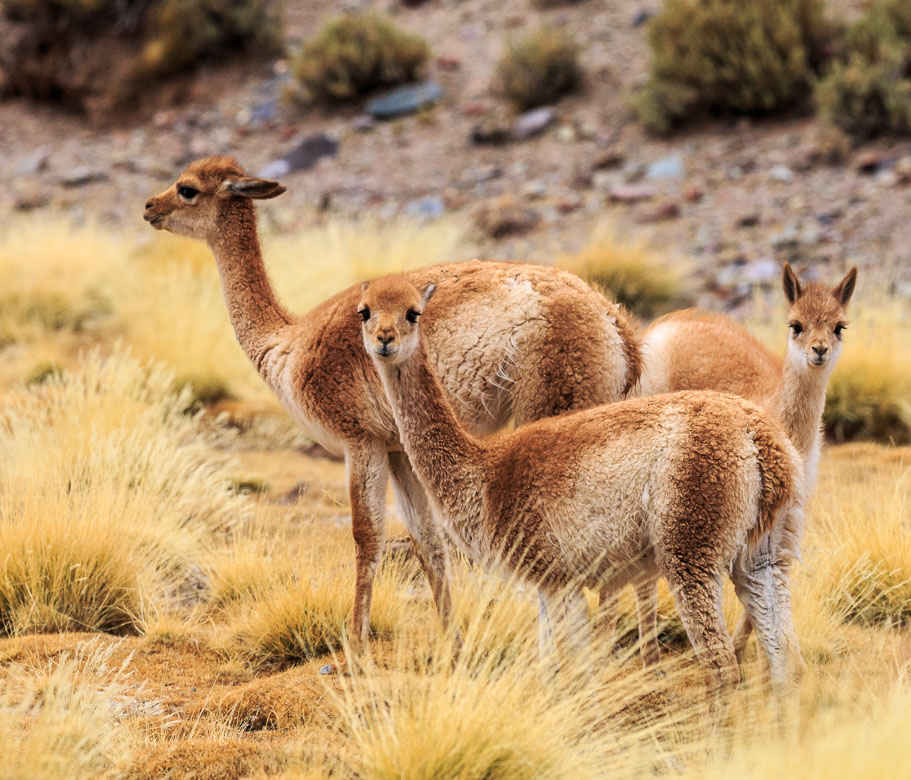 Desert Animals