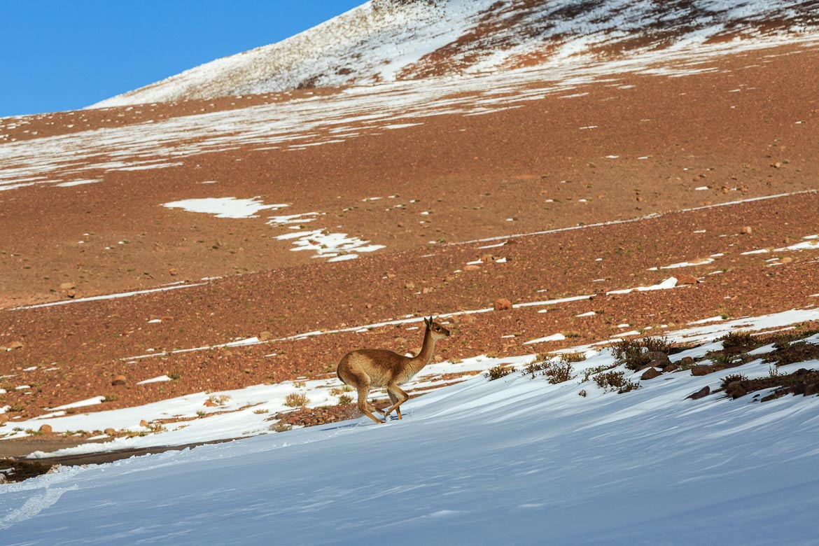 Desert Animals