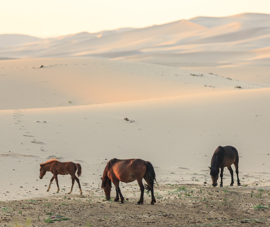 Desert Animals