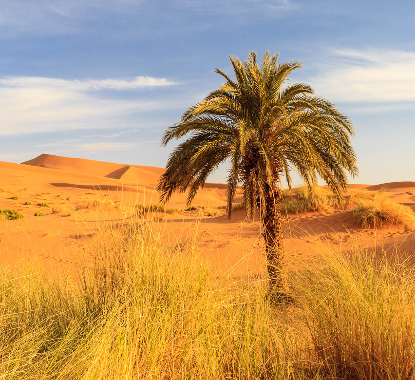 Desert Sand Dunes