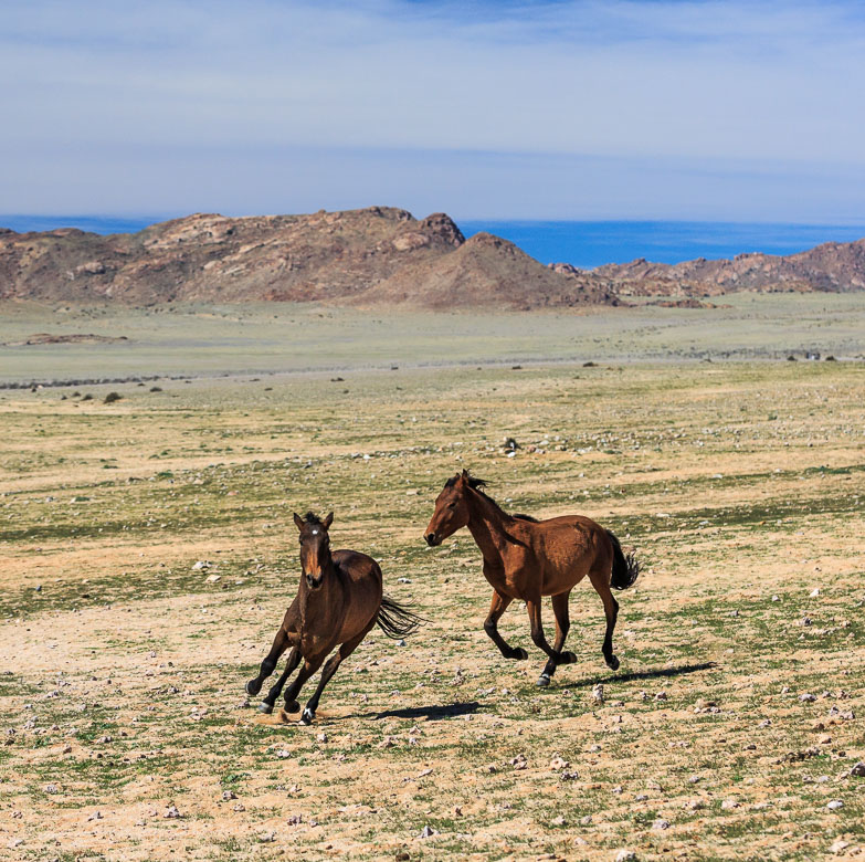 Desert Animals