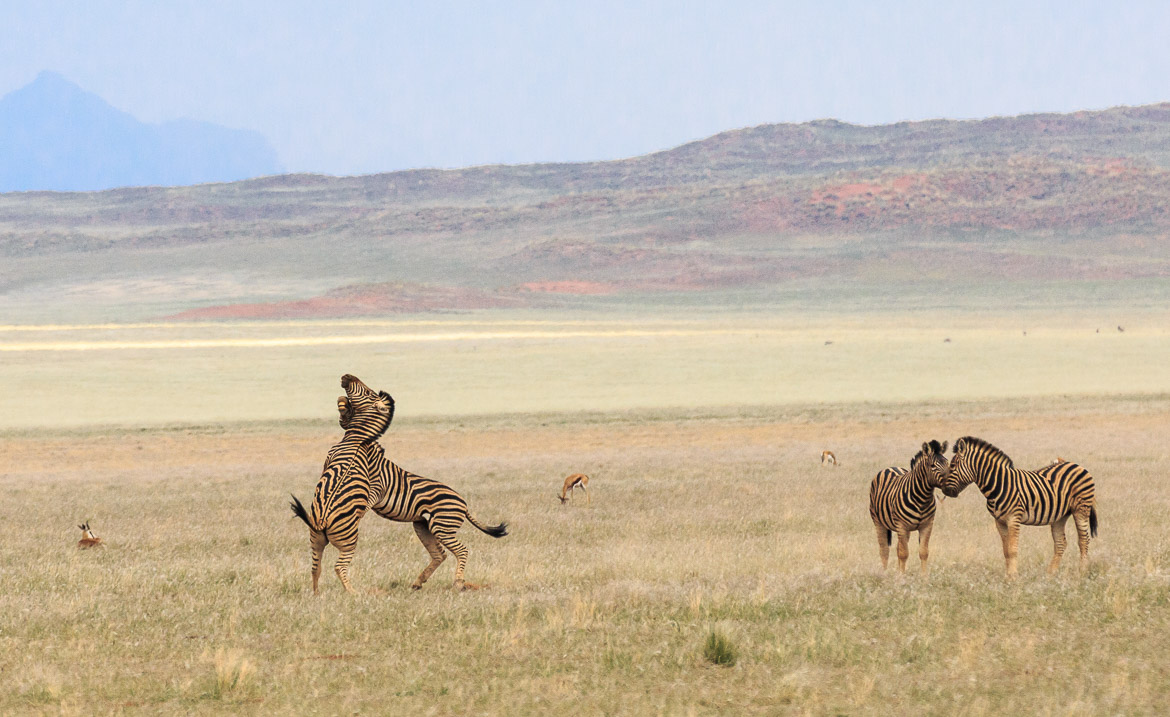 Desert Animals