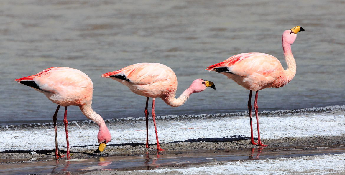 Desert Animals