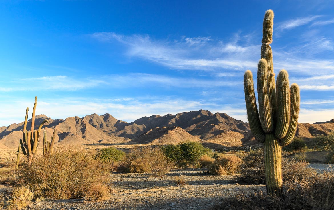 Desert Hamadas and Steppes