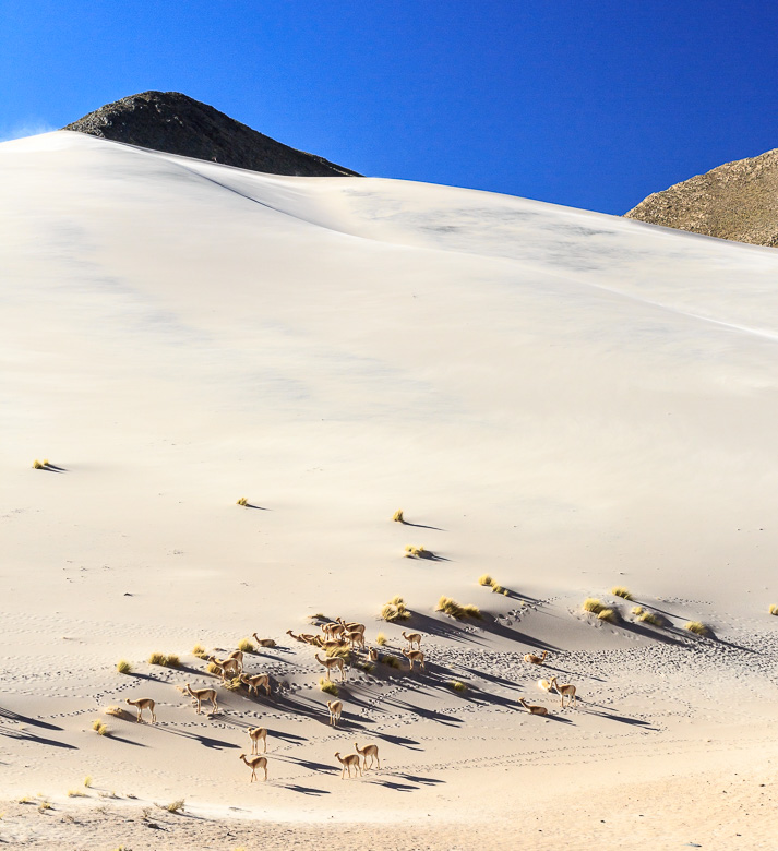 Desert Sand Dunes