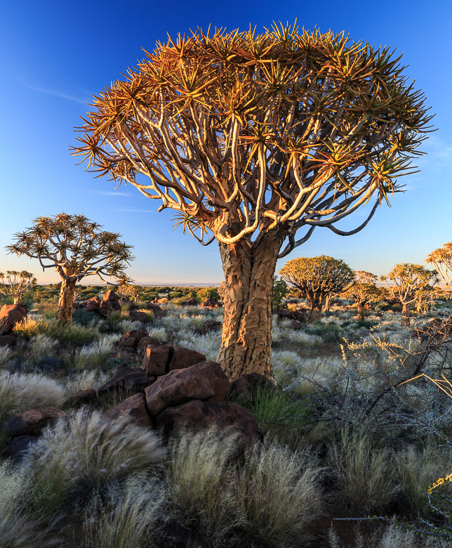 Desert Animals