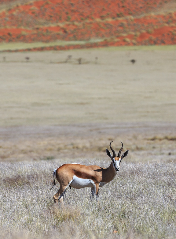 Desert Animals