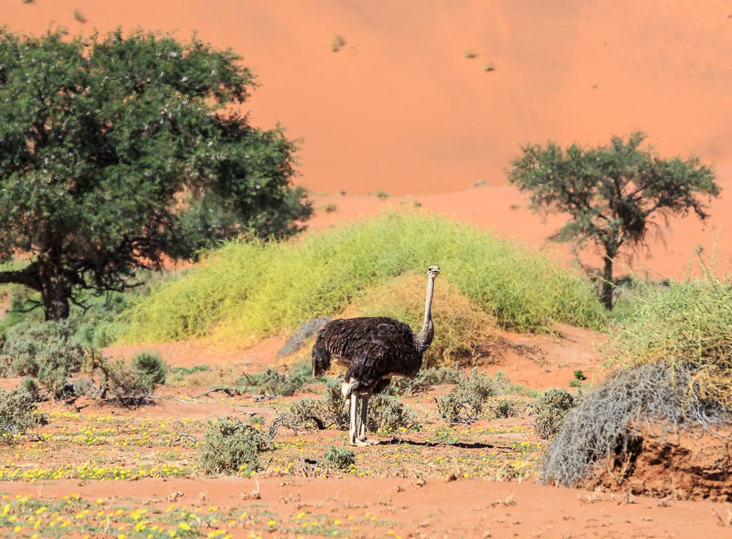 Desert Animals