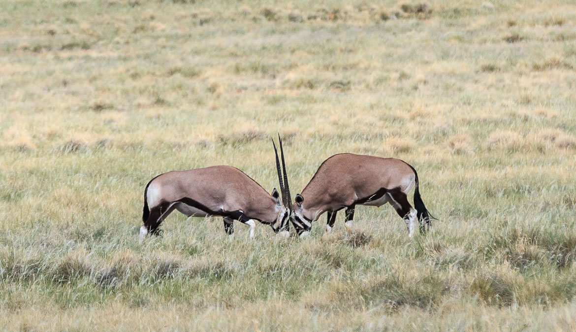 Desert Animals