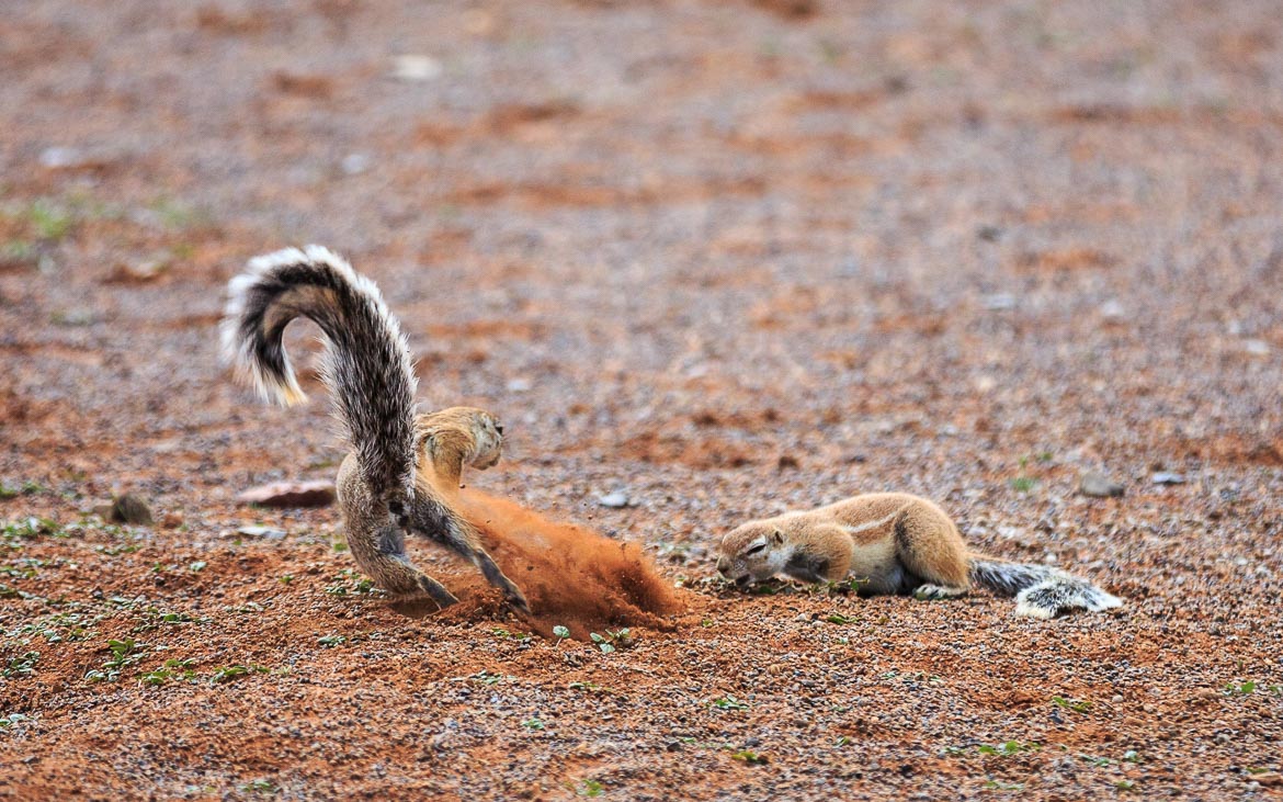 Desert Animals