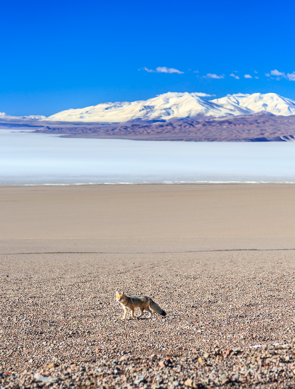 Desert Animals