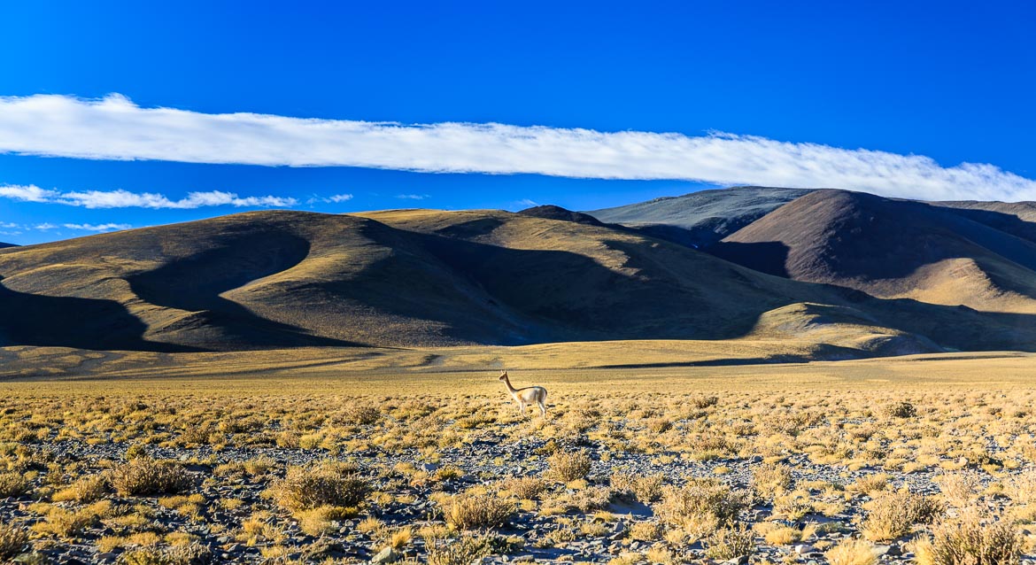 Desert Hamadas and Steppes