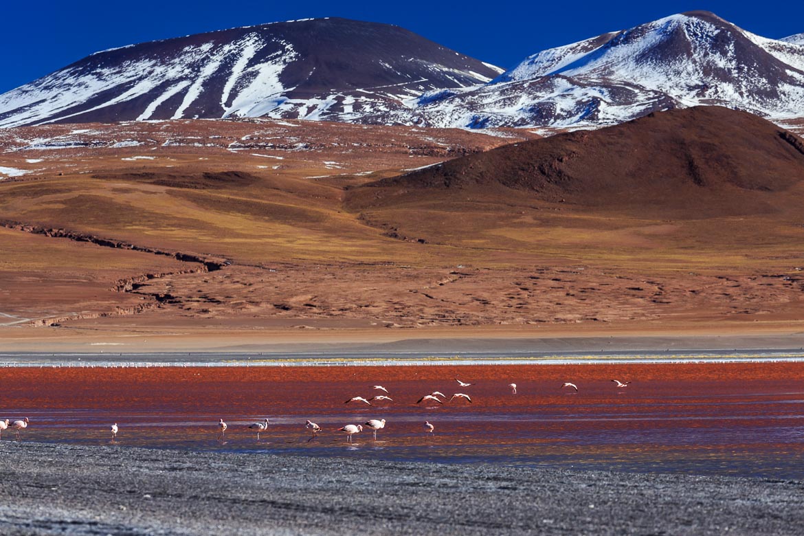 Desert Hamadas and Steppes