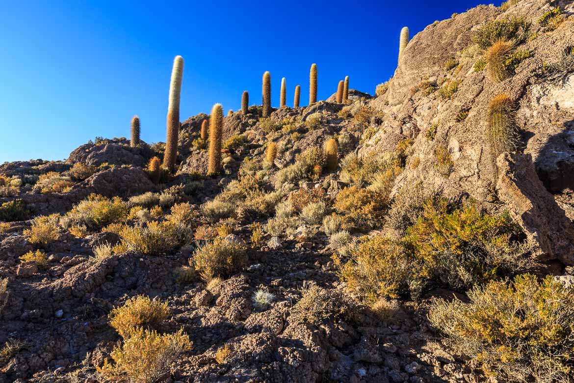 Desert Hamadas and Steppes