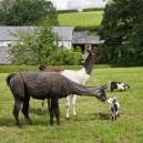 Jan is saying hello to Christmas Cracker