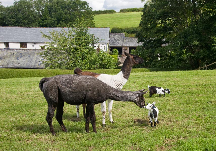 Jan is saying hello to Christmas Cracker