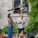 Falconry