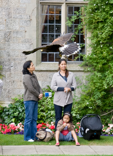 Falconry