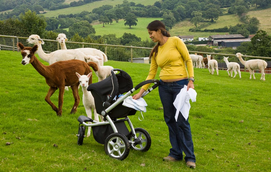 …while the alpacas checked out Jennifer and little Eric