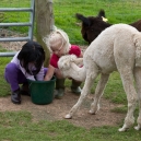 Isabel and Mikee with the alpacas