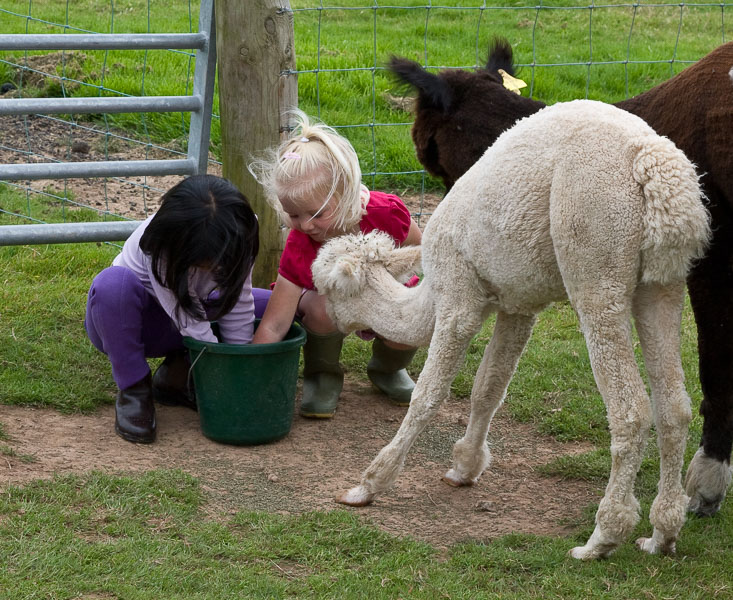 Isabel and Mikee with the alpacas