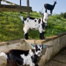 Our goats with Jan, one of the llamas