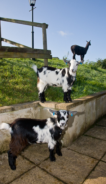 Our goats with Jan, one of the llamas