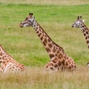 Giraffes in the safari park