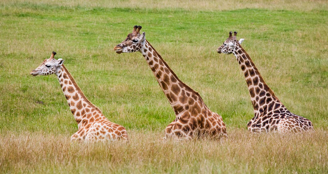 Giraffes in the safari park