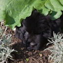 Ido under a big leaf