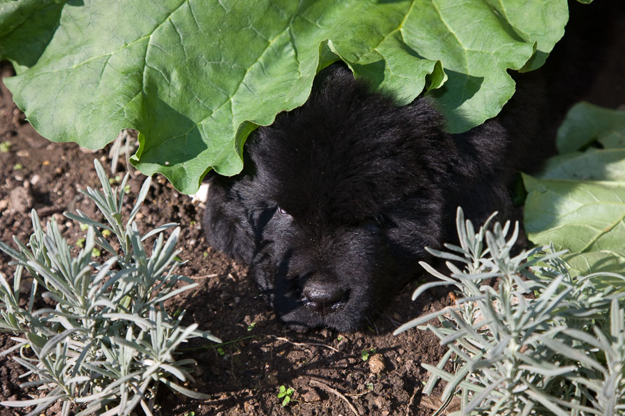 Ido under a big leaf