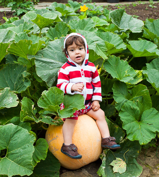 Eric on a pumpkin in the vegetable garden