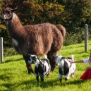 Letizia with one of our Llamas (Eric) and a Jacob’s sheep and our baby goats