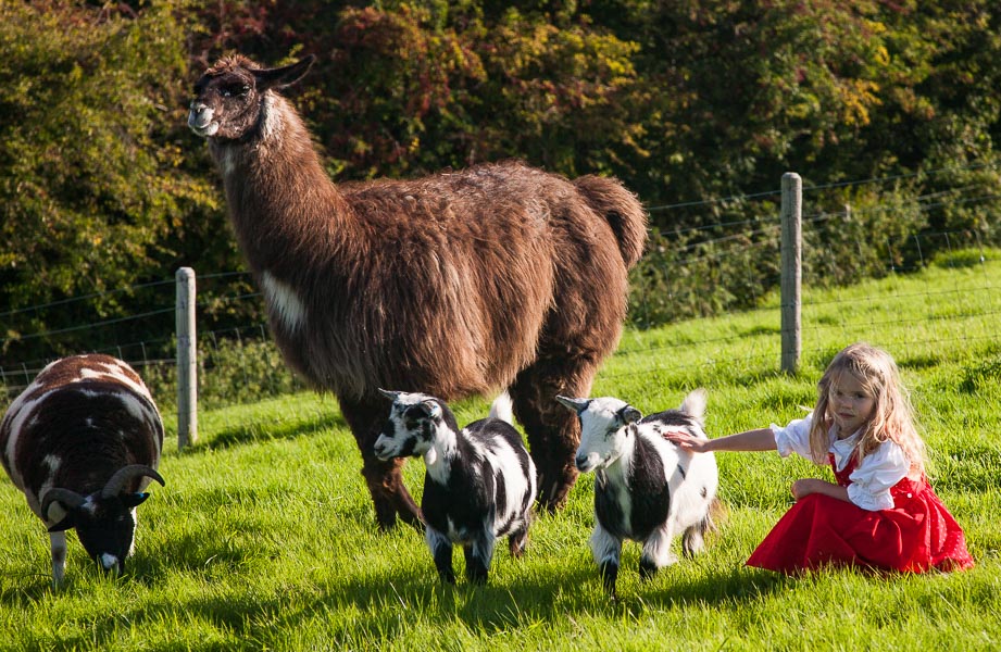 Letizia with one of our Llamas (Eric) and a Jacob’s sheep and our baby goats