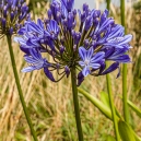 Isles of Scilly