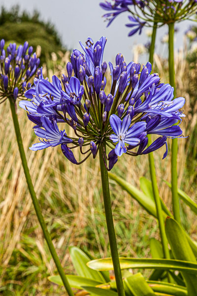 Isles of Scilly