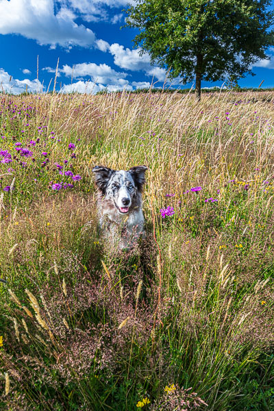 But sometimes Merlin decided he wanted to be the center of attention!