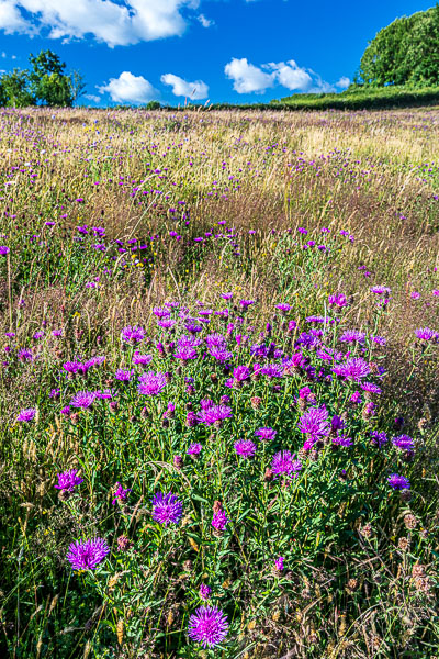 The purple floweers are Greater Knapweed