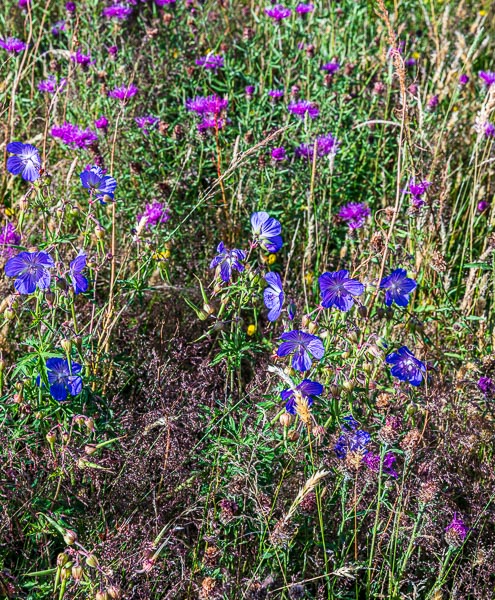 Meadow geranium in the foreground