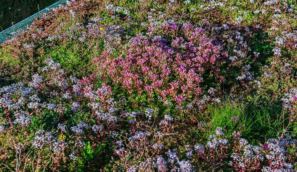 Two different kind of sedums planted on the roof