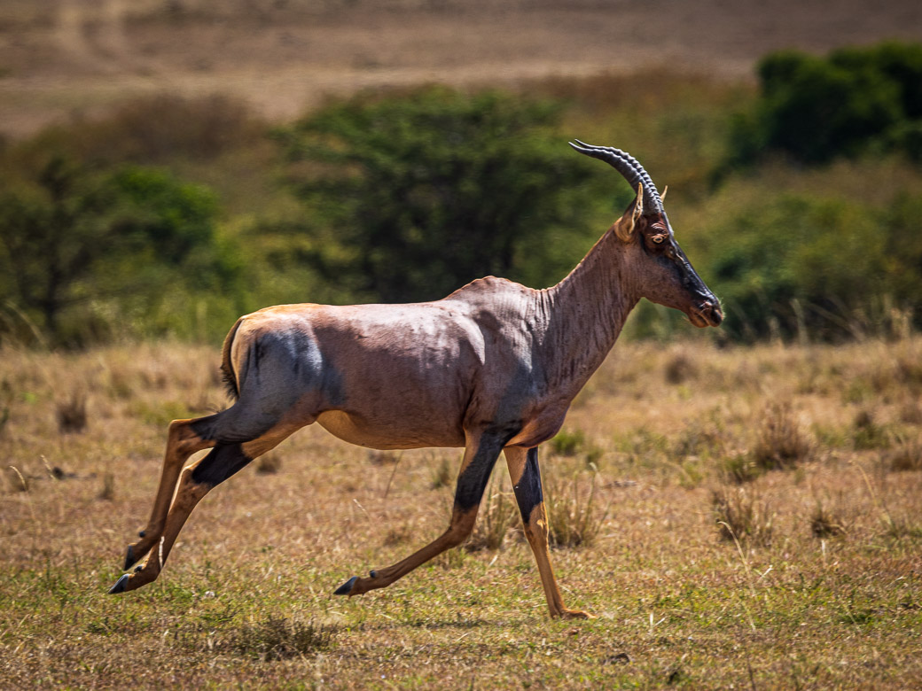 antelope running from lion