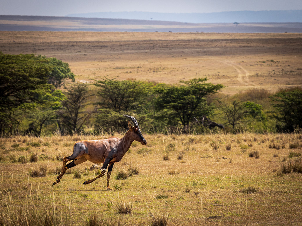 Topi on the run from Lions